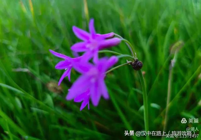 秋雨中的汉中湿地