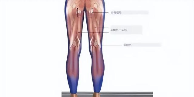 “百练不如多拉筋” ，5个动作坚持半年，经络通了，人年轻了！