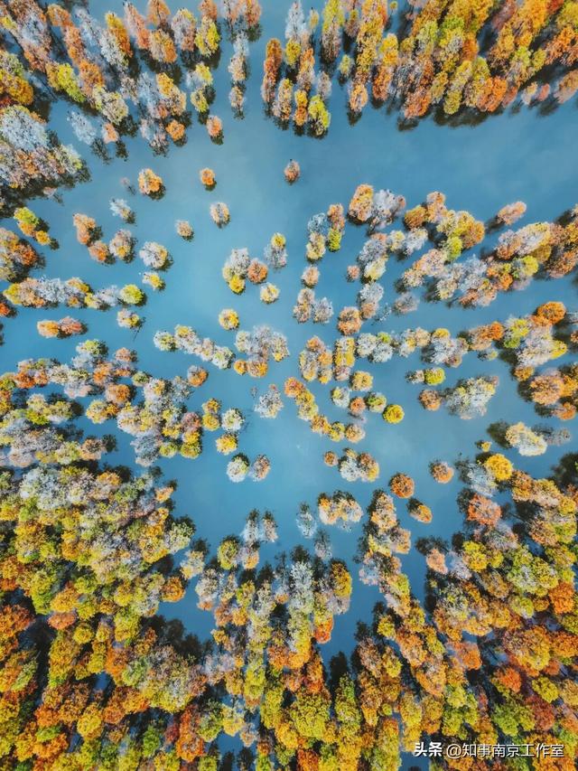 51张照片告诉你，南京的秋天有多美！