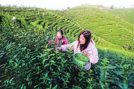 采摘春茶正当时 茶园一片忙碌景象图片