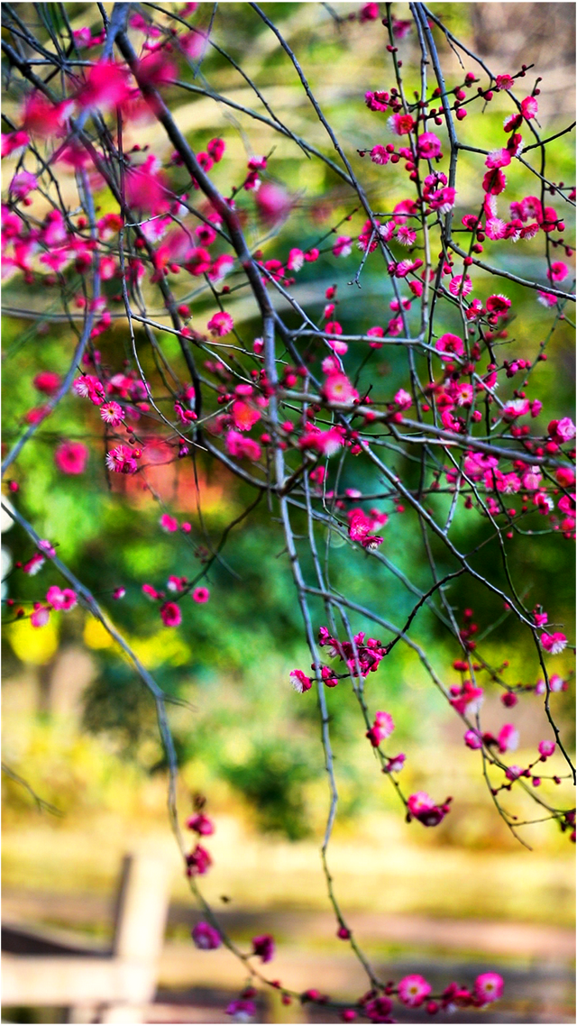 赏花何必等春！这个冬天，成都花儿都开men了→