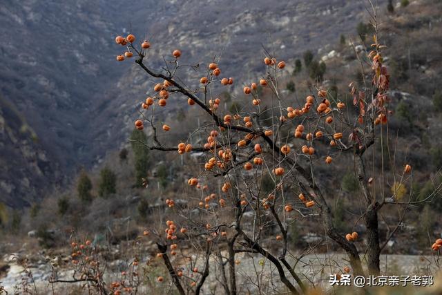 京郊自驾摘柿地图