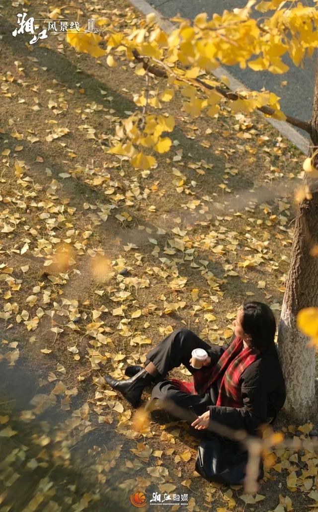 长沙银杏浓度即将达到100%！这波“小确杏”你要接住→