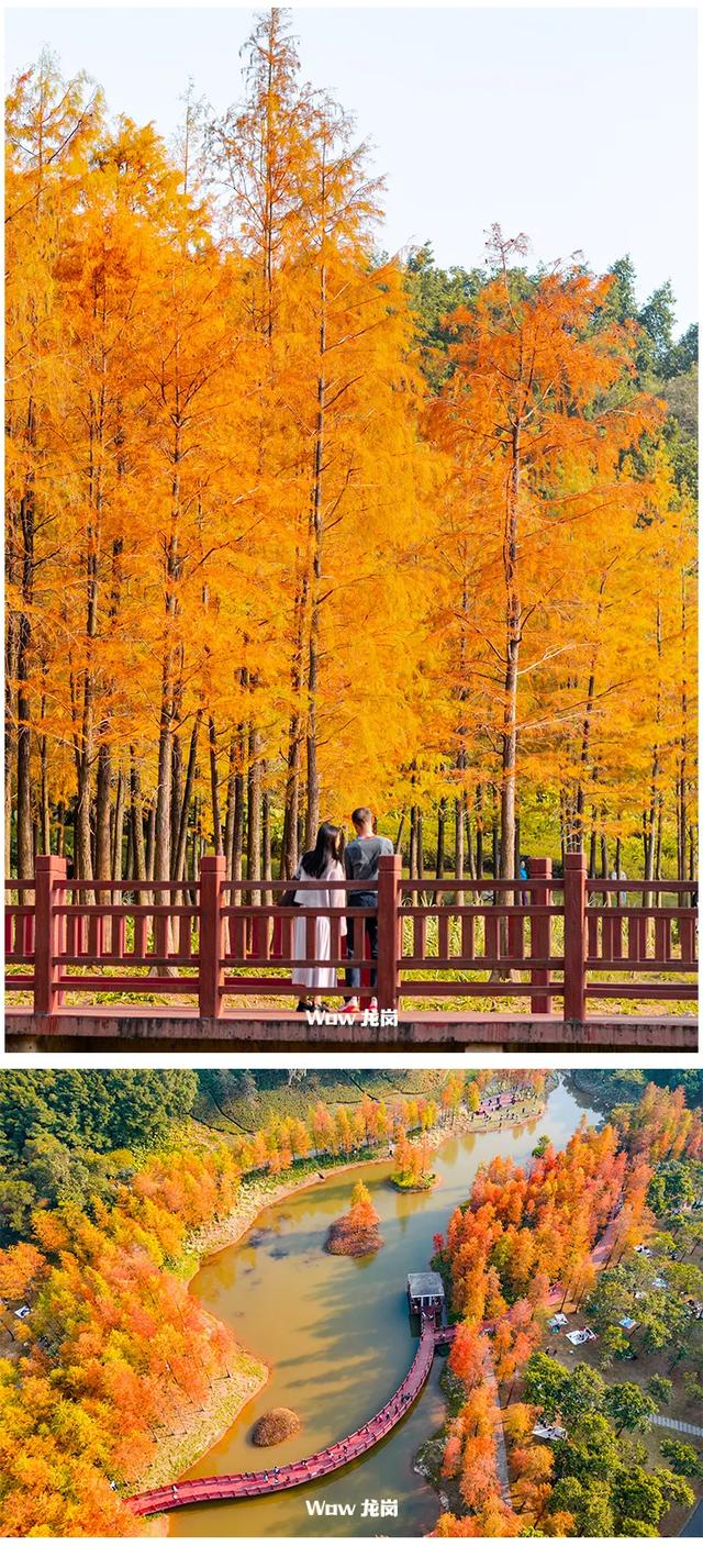 红了！龙岗落羽杉进入最佳观赏期！最全打卡攻略→