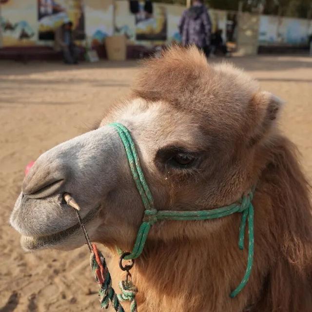 鸣沙山的骆驼悄悄“穿”上冬装啦！