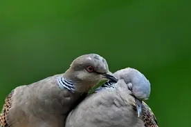 总被误认为是鸽子：斑鸠究竟是害鸟还是益鸟，为何农民不喜欢它？图片