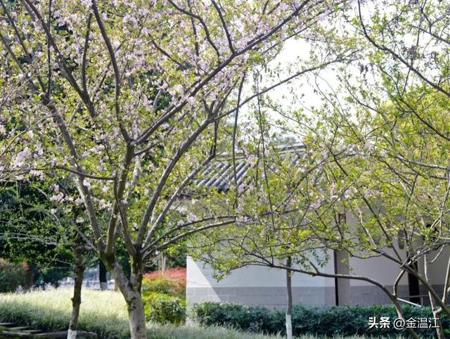 垂丝海棠正盛！温江春日的粉色滤镜开启～