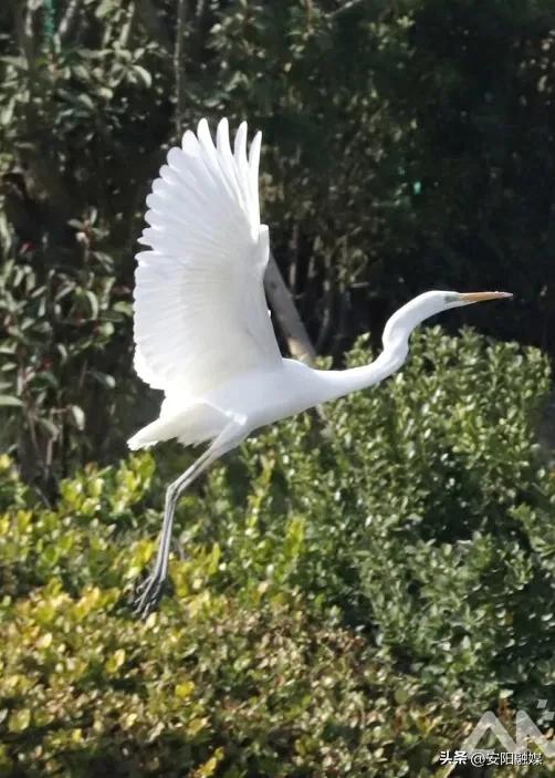 这几年，白鹭爱上了安阳