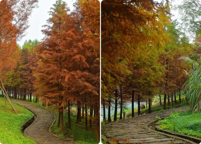 人少景美超出片！重庆这片浪漫杉林进入最佳观赏期