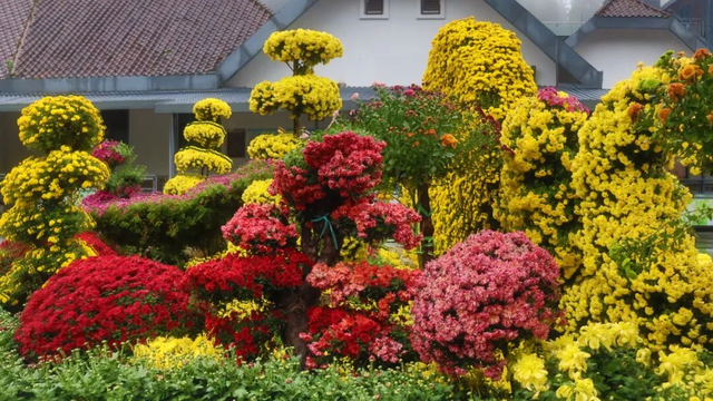 最佳观赏期！雅安的红叶彩林“封神”啦！