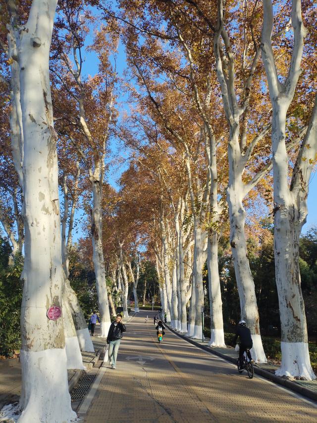 鄂渝行第八天：漫游大武汉