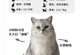 每天认识一种猫——银渐层图片