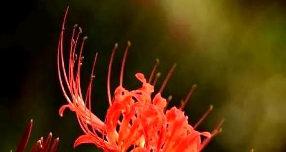 心理测试：选出你最喜欢的花束，看看现在谁正在思念你