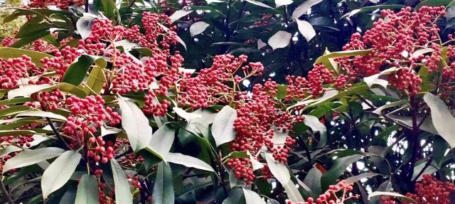 红果累累！森林公园石楠果红了，满树红果笑寒风！