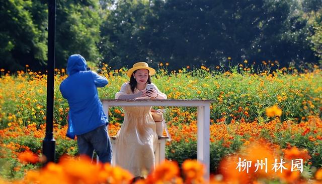 柳州市雀儿山公园4000平方米硫华菊盛放