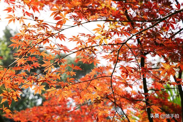 “枫”情万种，上海闵行红园枫叶色彩斑斓进入观赏季