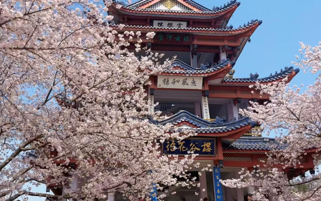 3月国内赏樱天花板！“世界三大赏樱胜地”之一，3万多株盛放