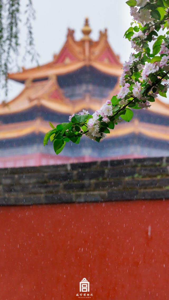 故宫的花开了，给历史赋予了春天的气息