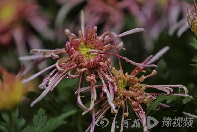 周口：重阳赏菊正当时 千年古陵飘菊香