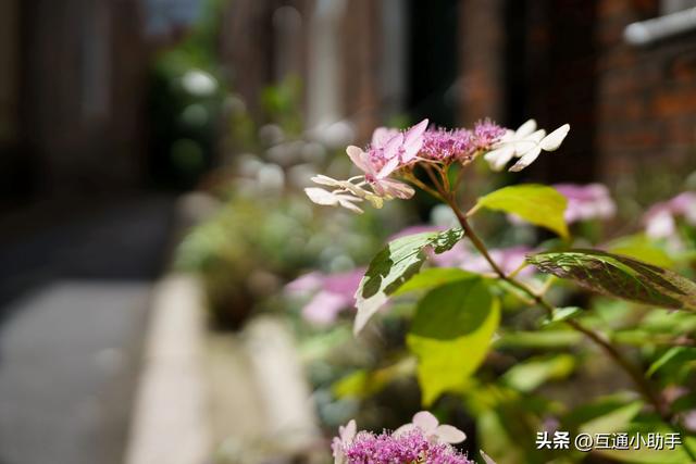 适马28-45mm F1.8 DG DN Art 镜头评测——开创恒定大光圈变焦新纪元