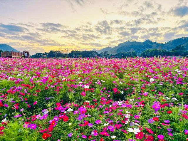 格桑花开！共赴一场反季的浪漫