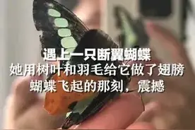 遇上一只断翼蝴蝶 她用树叶和羽毛给它做了翅膀 蝴蝶飞起的那刻，震撼到了图片