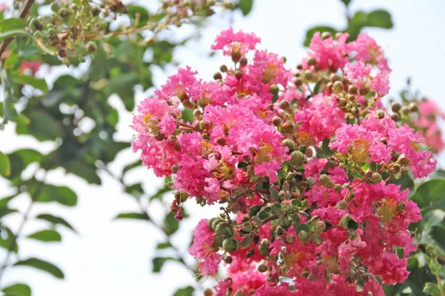 轨道直达！重庆“紫薇花瀑布”太浪漫了