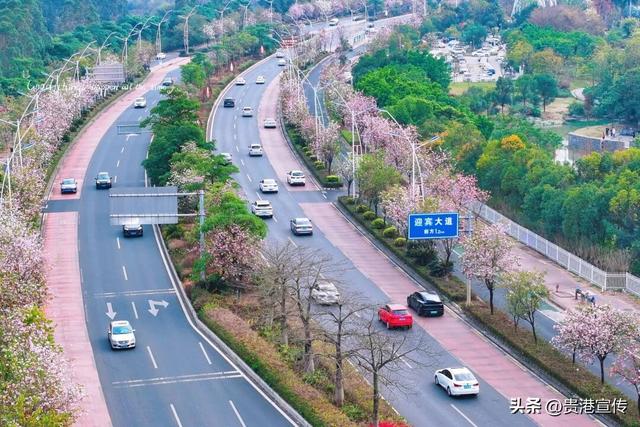 被美到了！贵港紫荆花开，春日限定浪漫已上线