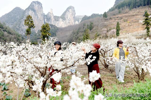 春风有信，花开有期：月照养生谷樱桃花海绘就春日浪漫图鉴