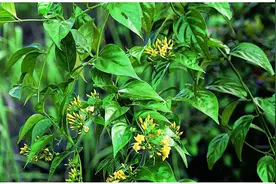 含剧毒无解药，这样东西不能吃，高温烹煮也没用，误食极可能死亡图片