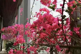 6种花现在必须“大剪枝”，春天爆花1000朵！图片