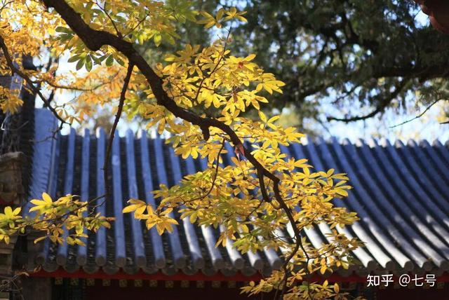 在八大处，寻到了北京最美的秋