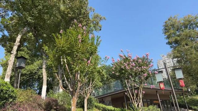 兴庆宫的秋，桂花飘香，花影添色