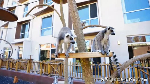 消费潜能激发：北戴河新区小众经济成增长引擎
