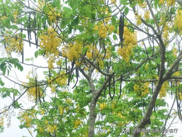 美到犯规！厦门莲花这条路成“黄金雨”仙境，绵延数公里！