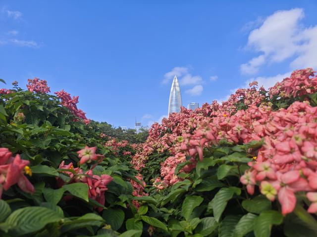 从学苑大道入大沙河绿过大学城后进深圳弯公园流花山景点【高清】