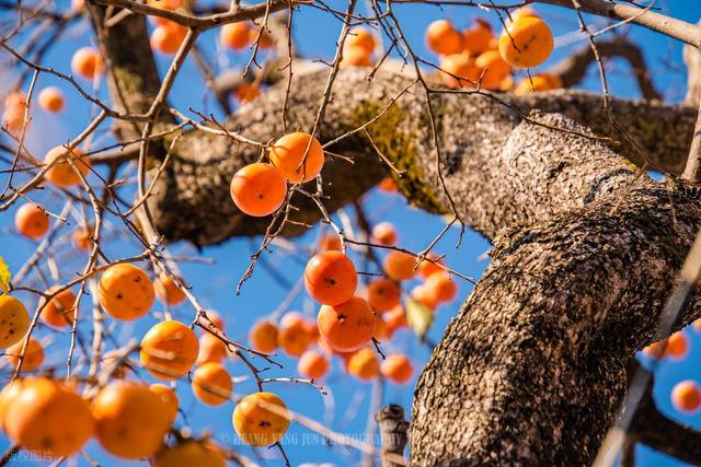 漫山遍野的红柿子，没门票却是陕西原生态小村，周边游玩攻略来了