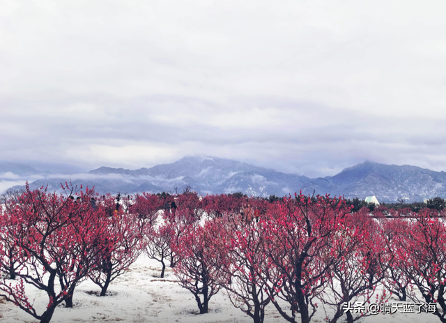“凝是仙境降人间”，这句诗用在近日的西安，再贴切不过。