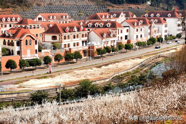 春风有信，花开有期：月照养生谷樱桃花海绘就春日浪漫图鉴