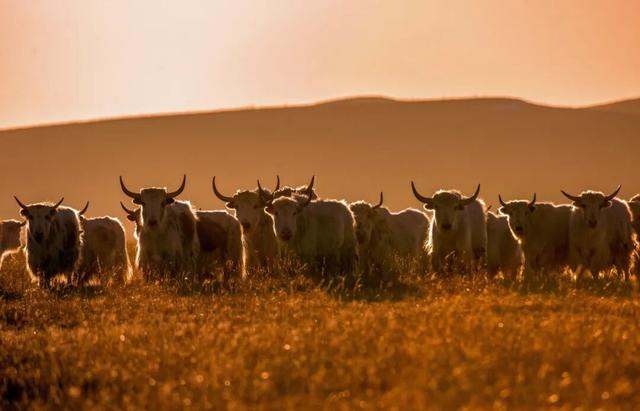 把治愈系风景装进相册里吧！