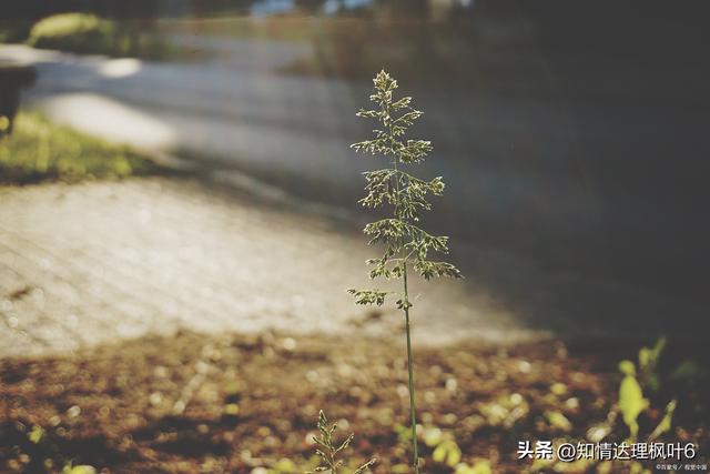 星光不问赶路人时光不负有心人什么意思