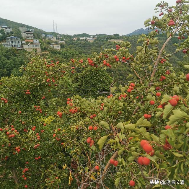 &051.泉，如此惹人爱怜---这里的泉水响呼噜