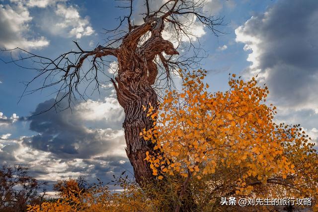 10月限定｜穿越金色时空：中国三大胡杨林，终极赏秋指南