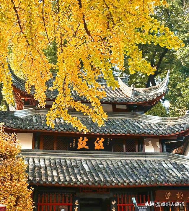 成都市区最美银杏都藏在这里，千年沉淀超级惊艳，公交车直达！