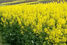 诱蜂，蜂箱如何摆放才能诱到蜜蜂？要注意几个方面图片