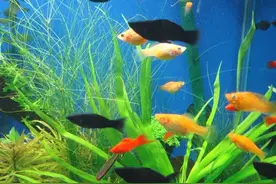 鱼缸不宜混养的鱼类有哪些？最后一种你肯定想不到图片