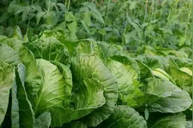 什么是孔雀菜？孔雀菜有什么作用？凤凰植保节带你一起了解孔雀菜图片