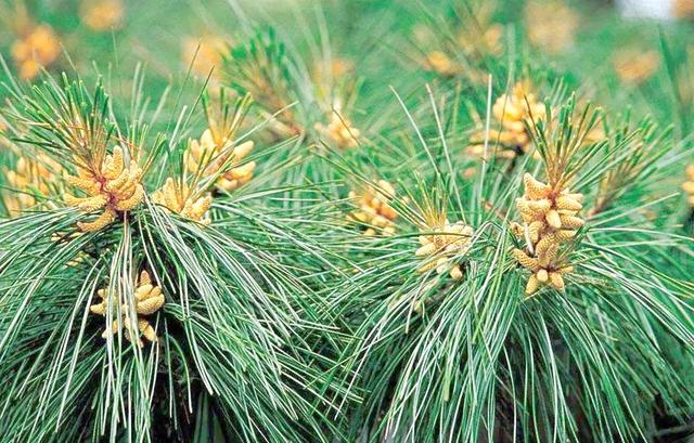 马尾松叶子叫松针，农村随处可见没人要，没想到有6大厉害妙用