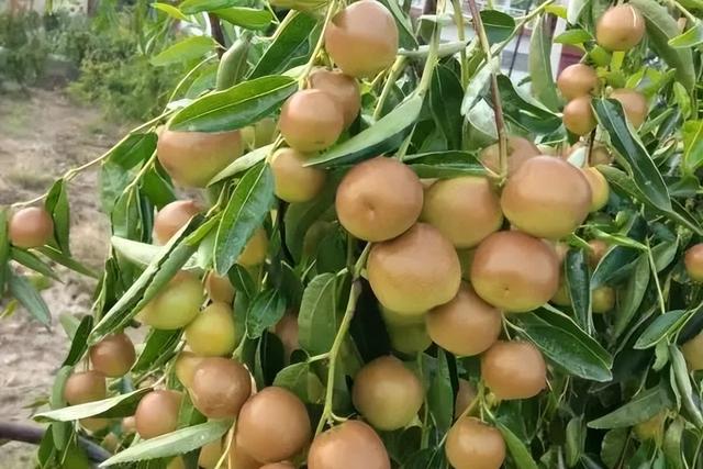 运城周末遛娃天花板！亲子采摘甜翻时光～