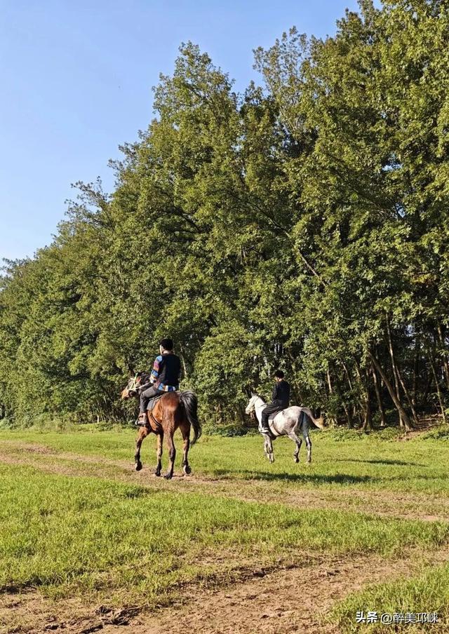 近悦远来·营城兴业丨逛营地、骑骏马！邛崃首家马术野骑营地开启乡村游玩新体验